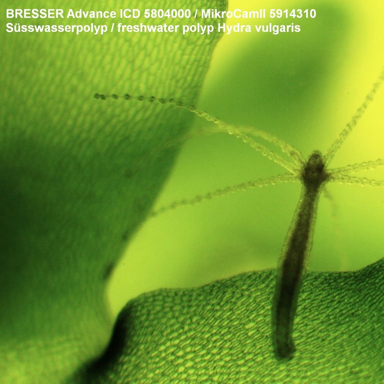 Bresser Advanced ICD mikroskop (10x-160x)